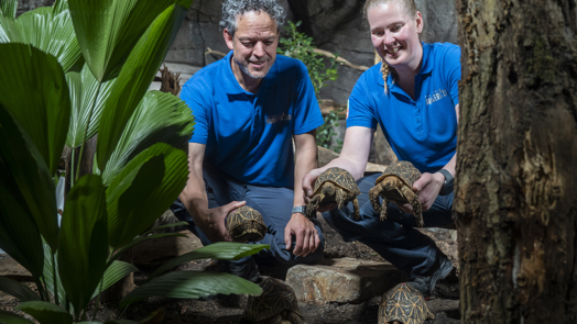 Burgers' Zoo nimmt beschlagnahmte Schildkrötten auf