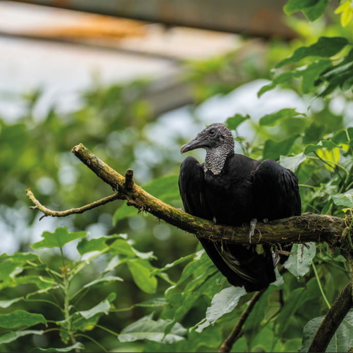 Neu in Burgers' Bush: Rabengeier