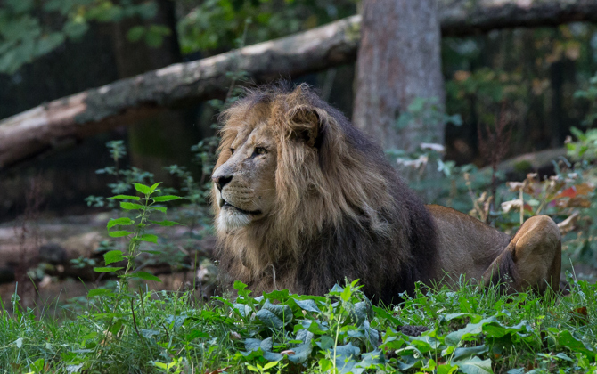 Erwachsenes Löwenmännchen erhält eine Vasektomie
