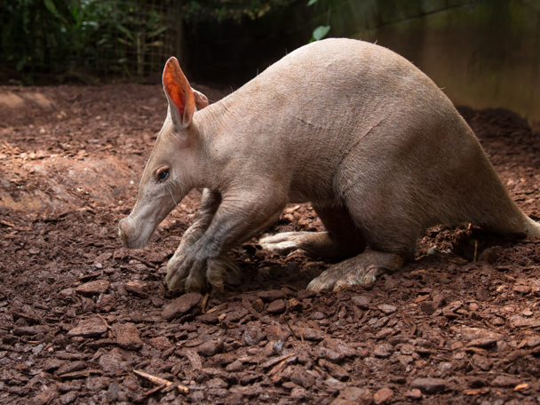 Besonderes Verhalten