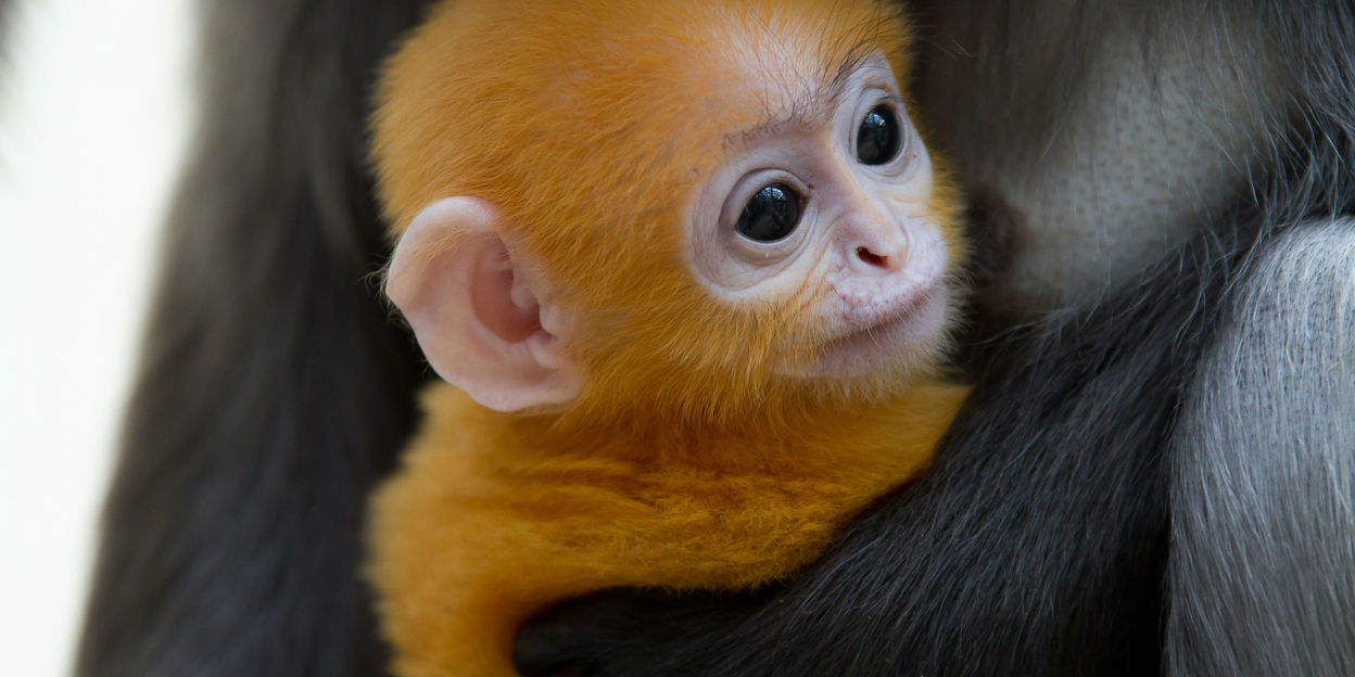 Durch Zuchtprogramme bleiben Tierpopulationen genetisch gesund
