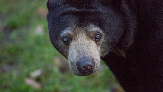 Was ist ein Ökodisplay? Burgers’ Rimba