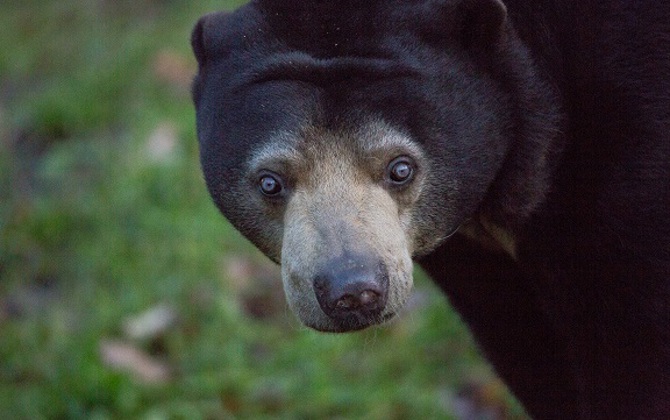 Was ist ein Ökodisplay? Burgers’ Rimba