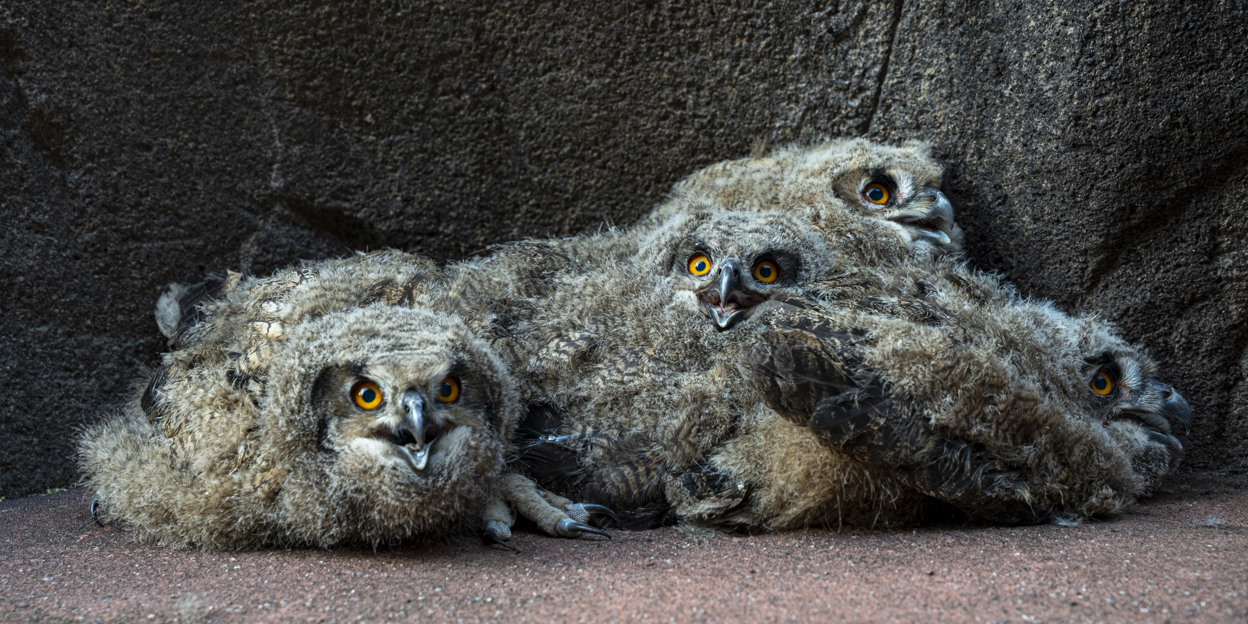 Wilde Uhus wählen den Burgers' Zoo als Nitplatz
