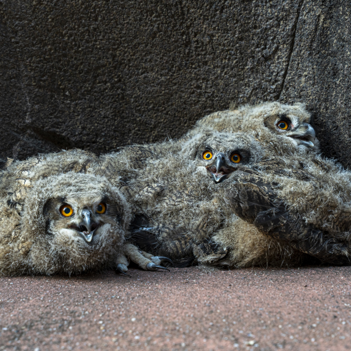 Wilde Uhus wählen den Burgers' Zoo als Nitplatz