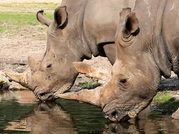 Besonderes Verhalten