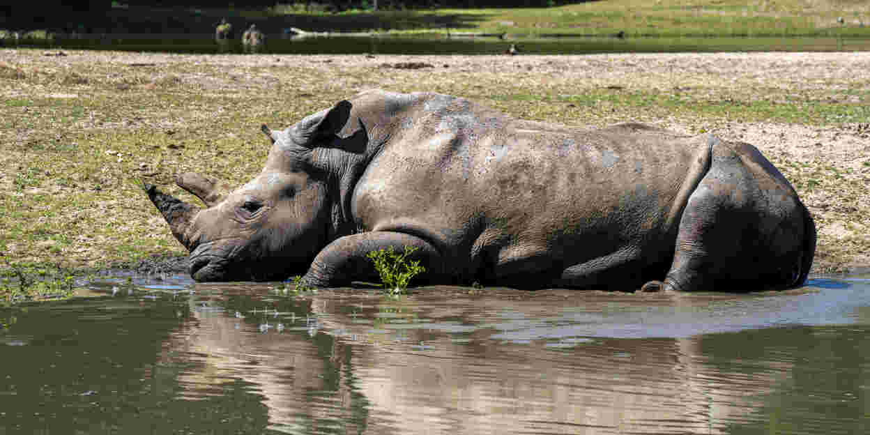 Zootiere suchen Abkühlung bei Hitze