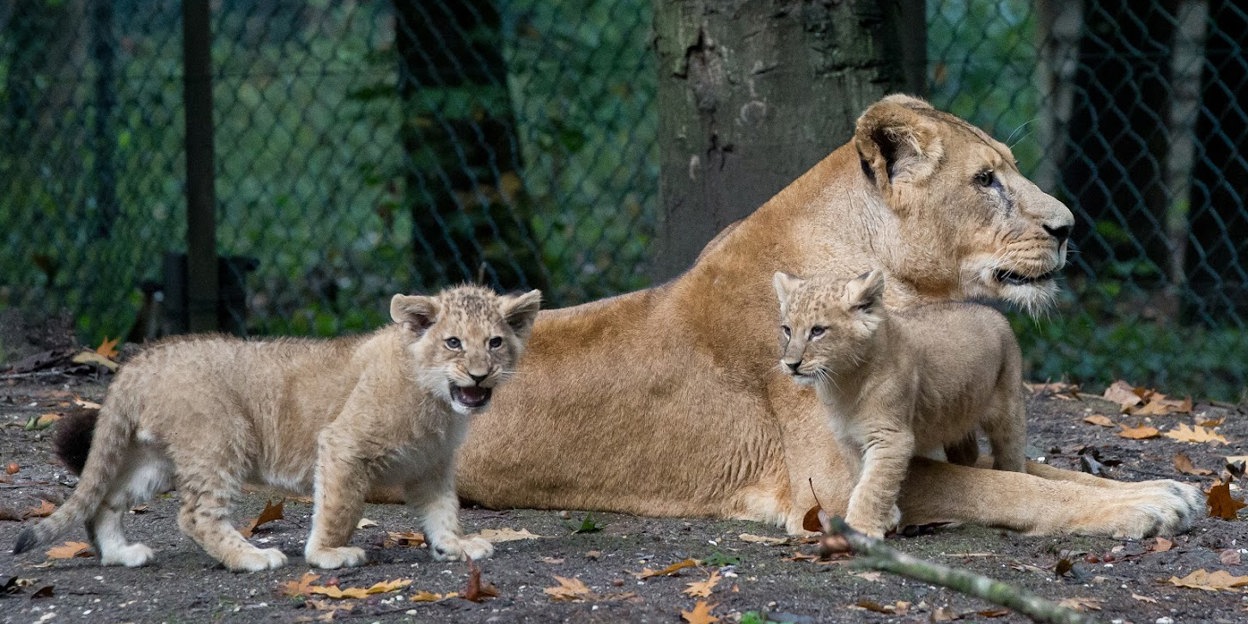 Besondere Tiertransporte: der Löwe